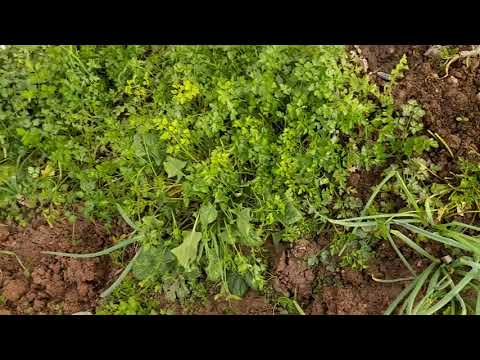SABAH KAHVALTISINDA PATLICAN KÖZLEMESİ SERADA SEBZELERİM