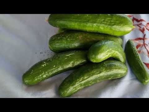 HASAT ZAMANI SALATALIK DOMATES BİBER PATLICAN