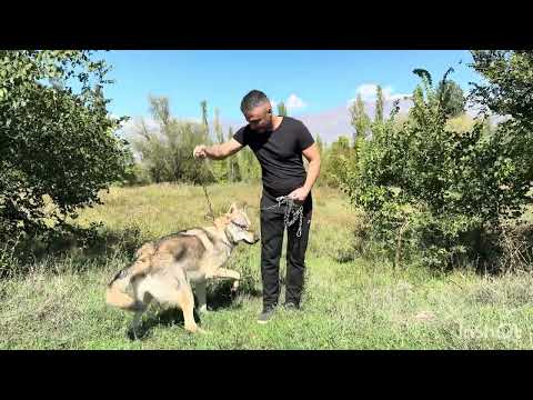 ALFA YABANCI KÖPEĞİ GÖRÜNCE CANAVARA DÖNDÜ