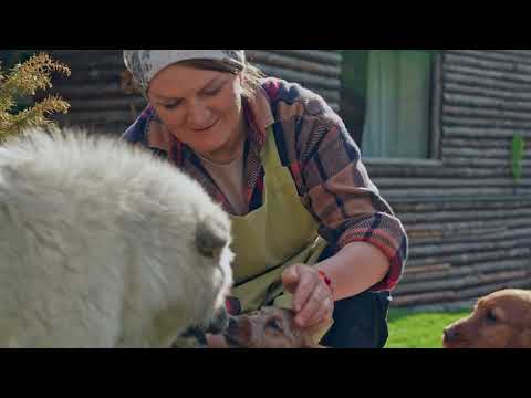 Rare 500 Cheese From Desert Camel Milk In Remote Mountains