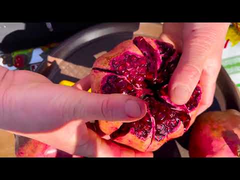 Cooking CARP on a Campfire in the Mountains Relaxing