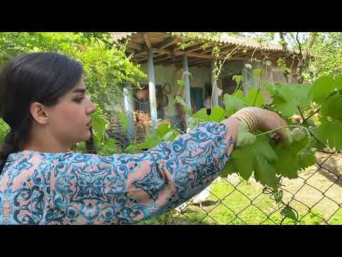 A Beautiful Village Day Cooking Dolma Enjoying Family Dinner