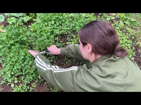 Simple Rural Life Harvesting and Cooking Garden Greens