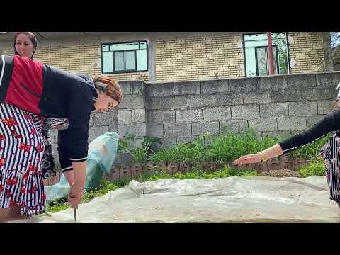 Building a Traditional Greenhouse for Rice Seeds Village