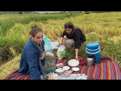 Hard Work of Iranian Village Girls Harvesting Golden Rice