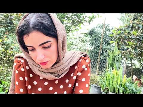 A Day in an Iranian Village Tea Picking and Rural Girl