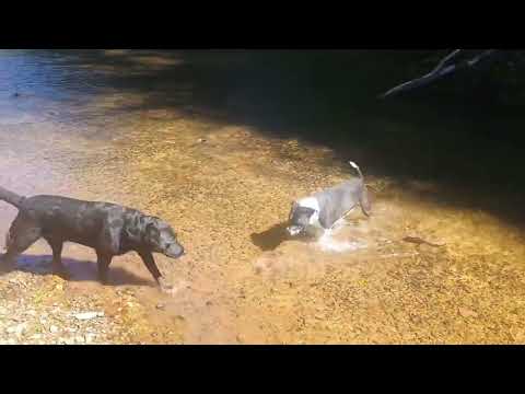 Coconut the Scuba Diving Pitbull and the Fur Overlords Tell