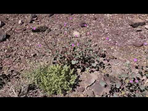 Wild flowers in Death Valley May 2024