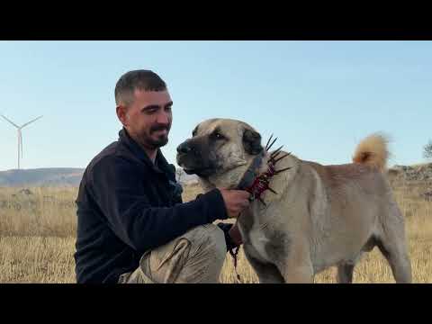 Çoban Mustafa ve Kırmızı Kangalları Belgesel Film 4k