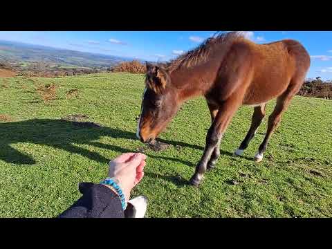 18 October Will these foals say hello equine horse pony