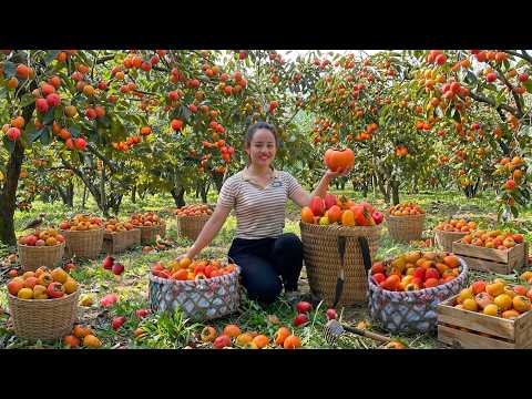 She harvested 40kg of persimmons from the forest and
