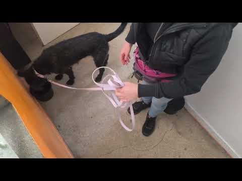 2026 10 17 Zawody Nosework Polska z Nosework Łódź kl 1