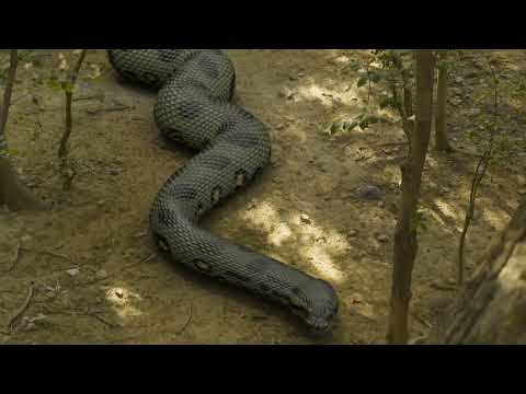 Giant Anaconda Chase a Man In Jungle Road
