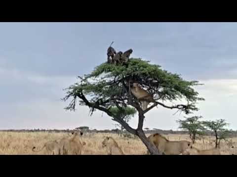 incredible baboon family stay fit hold tree edge against
