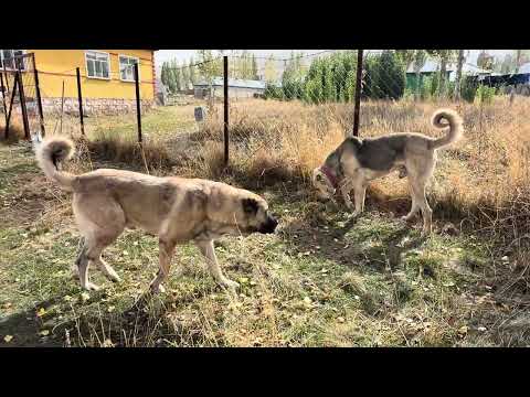 ÇİFTLİKTE GERİLİM ÇOK YÜKSELDİ KARABAŞ ÖNCE BOZOYLA SONRA