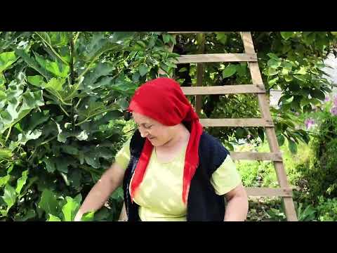 Trabzon hurması jole dolgulu bal hurma kurutması nasıl