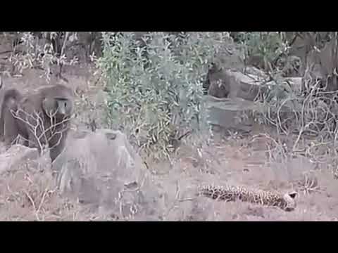 poor leopard trap and attack by baboons it can t escape