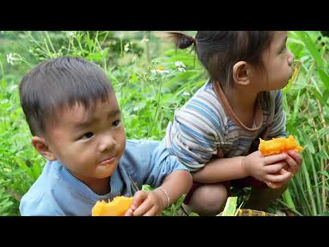 Harvesting Ginger to Sell at the Market A Young Mother s