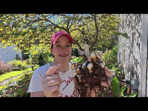 This Plant Took OVER My Garden Fall Cleanup Garden Rescue