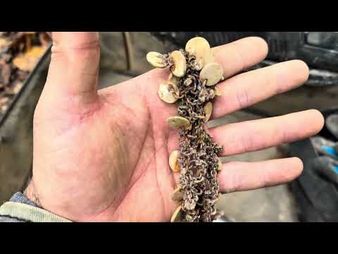 TILSIMLI BÖLGEDE DEFİNE KAZISINDAN ÇIKAN HAZİNELER Treasure