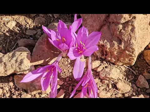 Nomadic Life in a Violent Storm Traditional Cooking Desert
