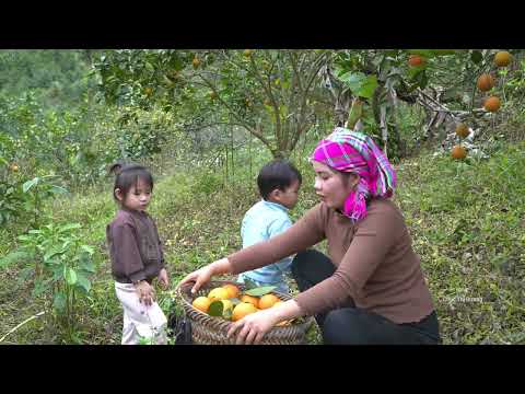 Harvesting sweet oranges to sell at the market Cooking