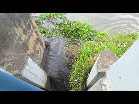 Removing aquatic weeds obstructing the sluice gate to