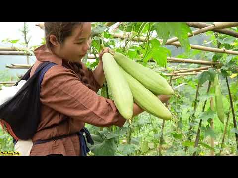 Harvesting 120KG of Fresh Luffa With M Children Poor Mother