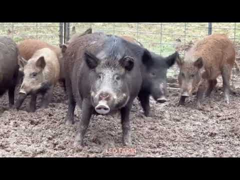 Overnight Steel Trap Test Can It Stop A Massive Wild Boar