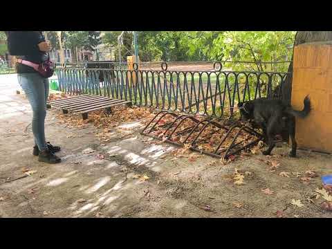 2026 10 17 Zawody Nosework Polska z Nosework Łódź kl 1