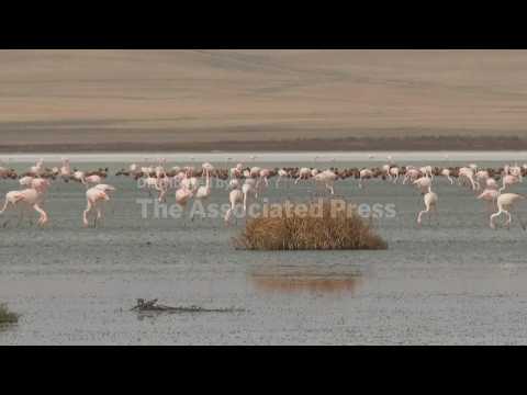 Flamingos in Turkey prepare for their biannual migration