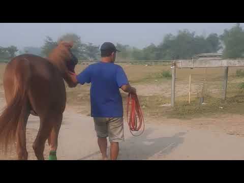 Пара диких лошадей на ферме животные лошадь cavalo nature