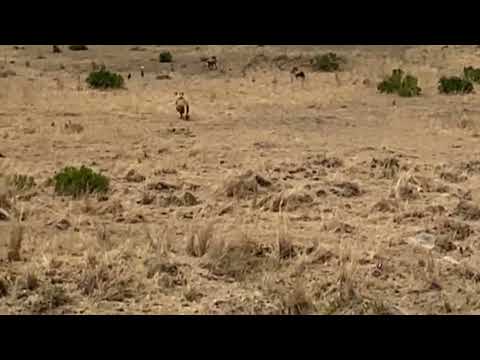 lioness hunting a piglet strolling in the plain video