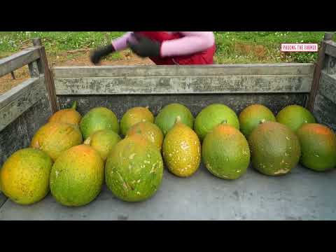 Bumper Gac Fruit Harvest Farm To Market Morning Routine On