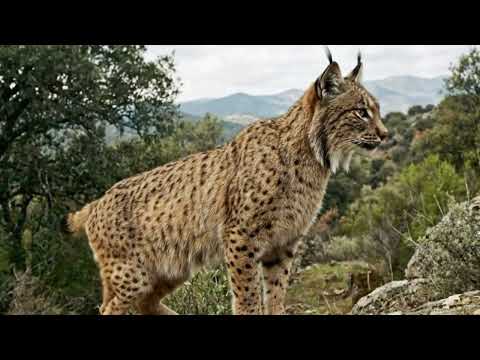 9 Диких Кошек в Существование Которых Трудно Поверить