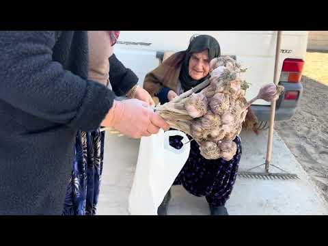 HER ŞEY ÇOK GÜZEL OLACAK BAHÇEMİZE SARIMSAK DİKDİK RABBİM