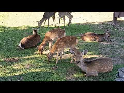 Deer of Nara Park 296 奈良公園の鹿さん
