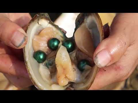 Rare giant purple clams witness the magic of beautiful