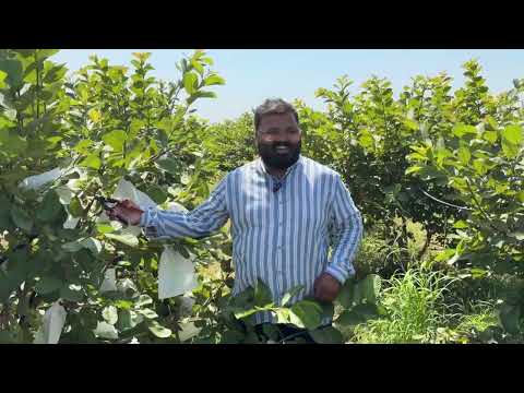 अमर द क कट ग और प र न ग क स कर Amrood ki cutting kab kare