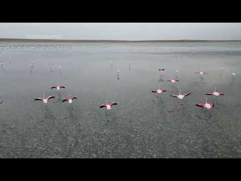 Flamingos in Turkey prepare for their biannual migration