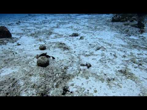 Scuba 507 11 Diving Cozumel