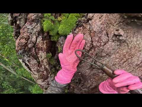 Wild Honey Hunting Took a Dangerous Turn A Real Accident in