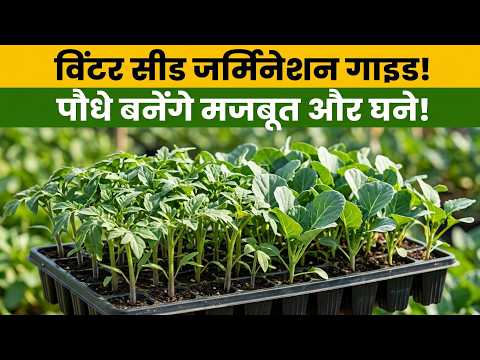 सर द य म ब ज उग न क सह तर क प ध कभ नह गल ग और 100 अ क रण