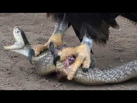 FOI ASSIM QUE A COBRA ENCONTROU A MORTE NAS GARRAS DA ÁGUIA