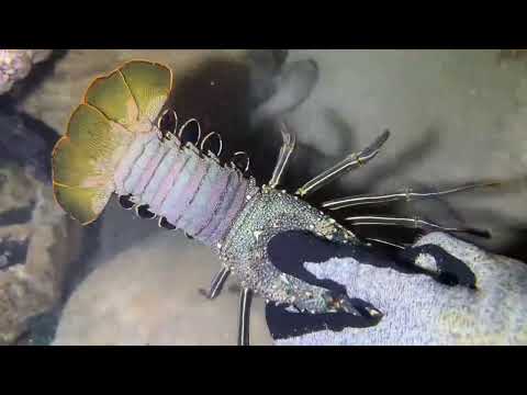 POV seafood catching it feels just like you re doing it