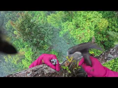 A Sudden Storm at 100m Extreme Wild Honey Hunting