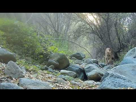 A Male Mountain Lion Hot On The Trail Of Some Deer In The