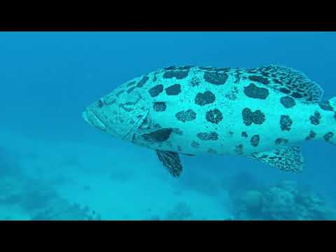 Great Barrier Reef Face to Face with Giant Potato Cods at