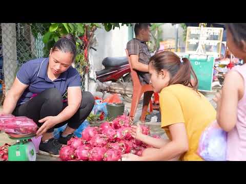 Harvesting Tons Of Giant Dragon Fruits And Taking Them To