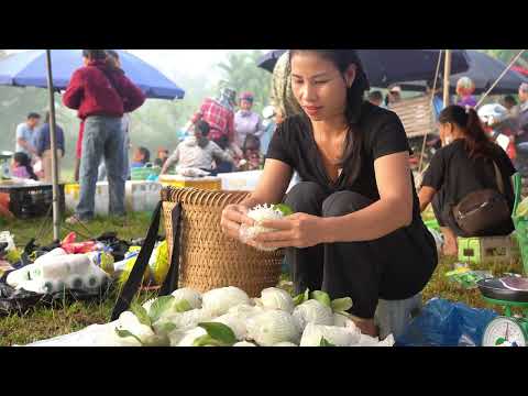 Life on the Farm Harvesting Guavas and Going to Market